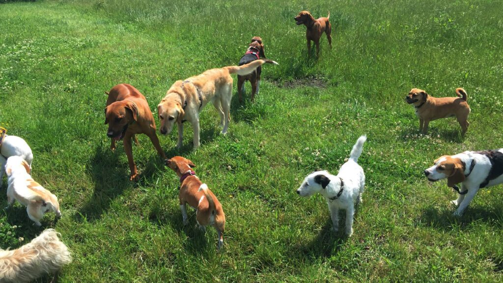 Hundewiese