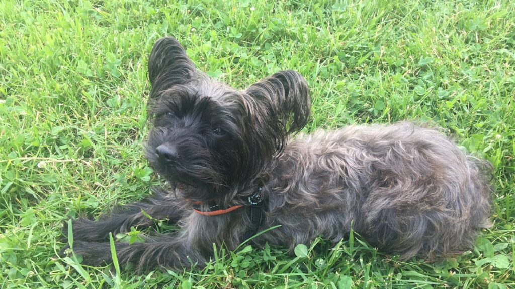Kleiner Hund auf Wiese