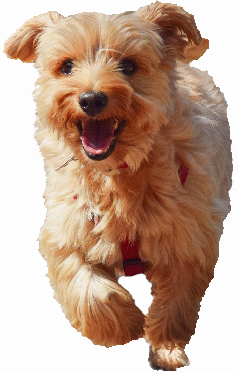 Hund im Auslauf, Spaß