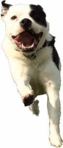 Hundeauslauf Gassi gehen Betreuung Hund, rennend