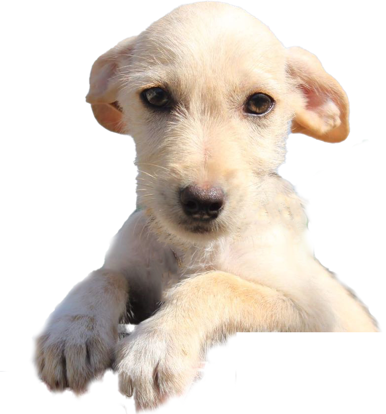 Kleiner Hund Hundeauslauf Pfoten